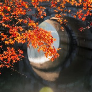 贪嗔念