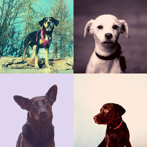 有趣可爱的狗情怀