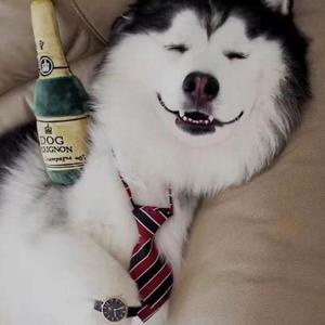 不想起床 (Freestyle)