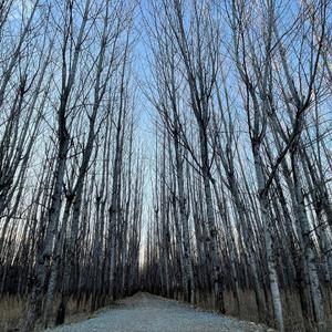 月光下的凤尾竹（钢琴）