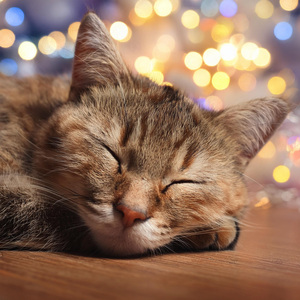 Ritmos Suaves De Ronroneo