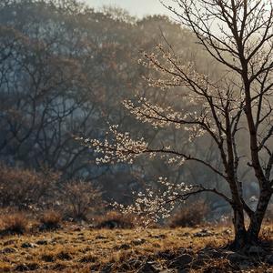 When Spring Light Spreads