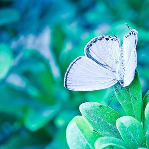 一夜相思满城雨demo