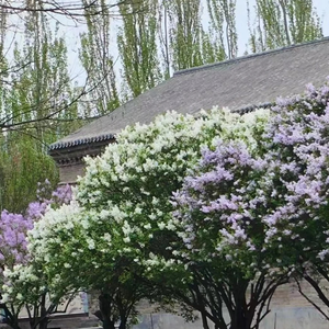 我的妈妈最美（纯音乐）