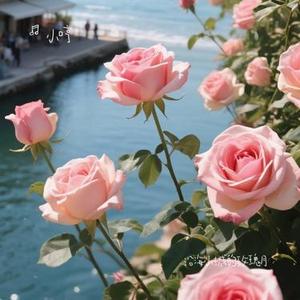 沿海小城的玫瑰月 (Cover 王贰浪)