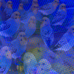 僕の飼っている鳥はよく飛ぶ