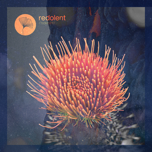 Afro Chooz (DJ CHUS Remix)