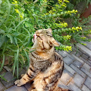 胸大的姑娘（Cover 留声玩具）