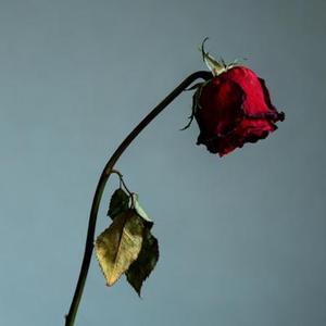 如果爱下去 (Cover 张靓颖)