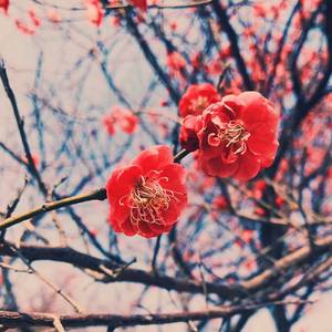夜雨空祭（翻自 董贞 寒衣调）