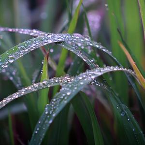 Calm Morning Dew