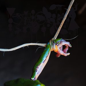 The Blaring (Platymantis After Dark)