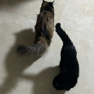 笑面毒音