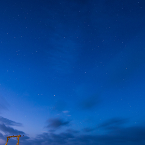 山茶花读不懂白玫瑰