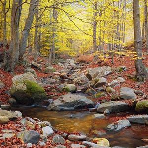 Walk Through The Forest (feat. Enrique Oliver, Tomeu Garcias, Enric Fuster, Ben Tiberio & Miguel 'Wiwi' Garcia)