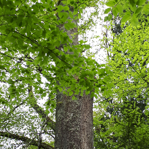 Delta 4 Hz Dazed Meditation, Easiness Leisure Loosening, Relaxation Method