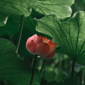 空山新雨后 伴奏