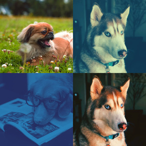 温和可爱的狗梦想