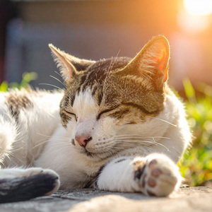 Sonidos Relajantes Para Gatos