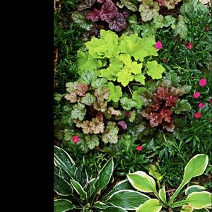 真爱中文版（รักแท้ ）《深宅绅士》OST—翻自nunew林景云