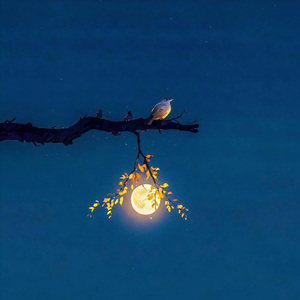 假装在欣赏月光