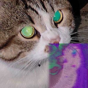 可爱宝宝♡ฅ ̳^•ﻌ•^ ̳ฅ♪