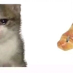 可颂猫（中文配音）