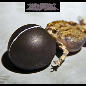 The Dunes Of Pelobates