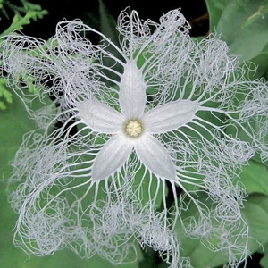 vanish (feat. mayh3mp & dreamcache)