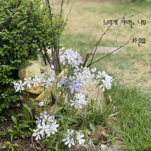 느리게 자라는 나무