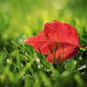 如果能再见你一面 (烟嗓版)