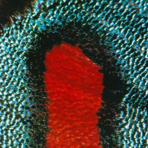 Tell Me Tell Me Tell Me