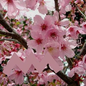 樱花草（翻自 苏白睡醒啦）