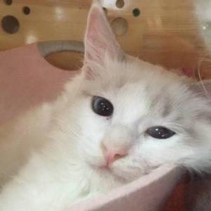 哄我入睡（吉他版）（翻自 品冠）