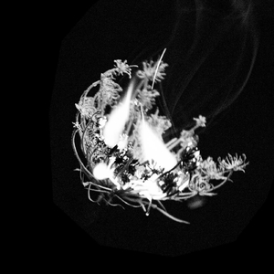 Canción Reconfortante