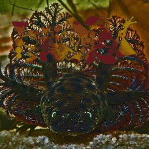 The Bleeding Toad Of Indonesia (Leptophryne cruentata)