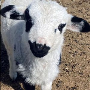 diss苏苏（Prod by higo）