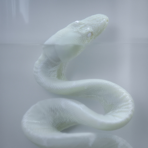 Micrurus