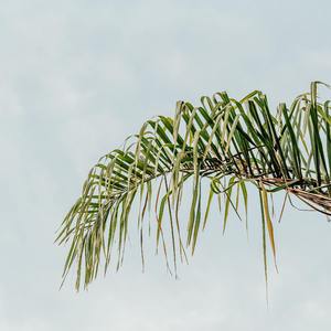 我的姑娘 他在远方