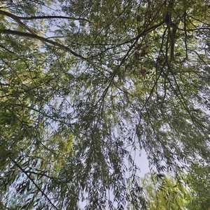 为什么还会想你呢？