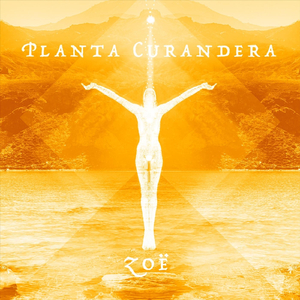 Planta Curandera