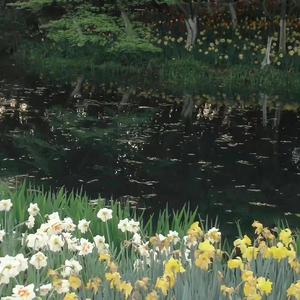 山楂树之恋（翻自程佳佳）