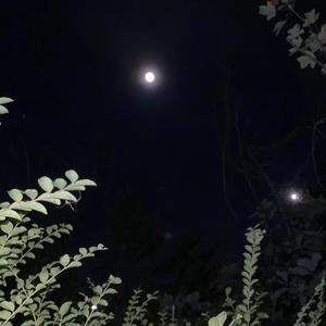 봄 길, 천년이라도