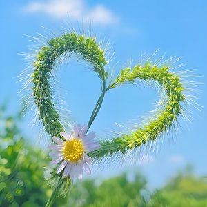 明知不可而为之(小妤)