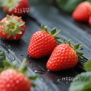 种草莓的快乐