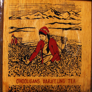 Rajah (The Last Camel)