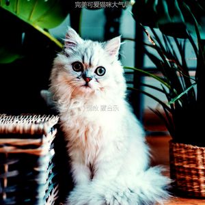 微妙的猫心情