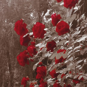 玫瑰（prod by Rising Beat）