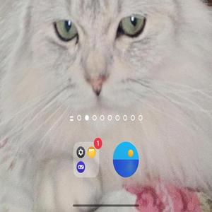 BraGatto (Bravo Ragatto)