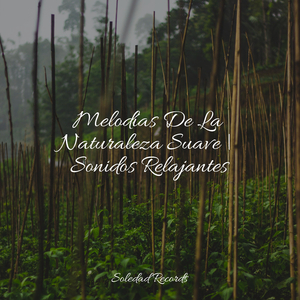 Hamaca En Los Árboles